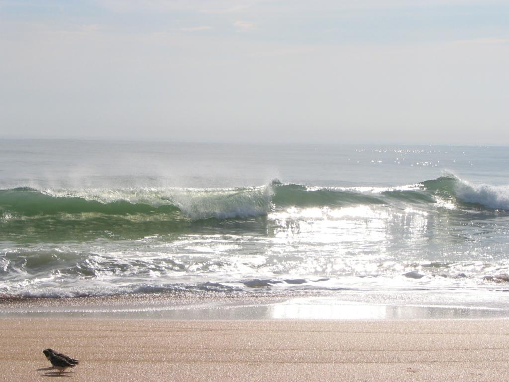 Sun Kissed Surf
