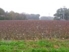 cotton field on a rainy day