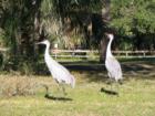 Sand Cranes at Blue Springs