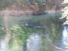 Manatee at Blue Springs State Park