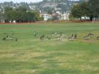 Geese in Piper Park in January.