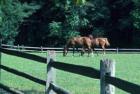 Horse stable in Bluffton