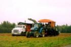 Bulk Bodies Fill With Spuds Slowly To Avoid Bruising And Crawl Along Next To Harvesters Pulled By Tractors!