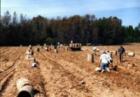Hand Picking Potatoes...Long Hot Days!