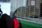 Every Groundhog Day, Buckeye Chuck emerges to give his predictions of how much longer winter will last. He's been right 75 percent of the time, better than some of the Columbus news casters.