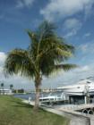 Palm Tree with boats