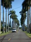Royal Palm Drive