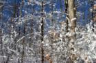 Pine Bush Winter Snowfall