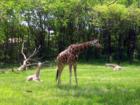Bronx Zoo, Giraffes