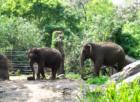Bronx Zoo, Elephants