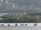 Sea Bird Island 