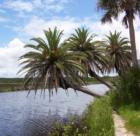 Highbridge Road Palms
Part of the World Famous "Loop" in Ormond