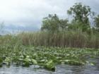 Everglades with sawgrass