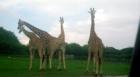 Giraffes at Lion Country Safari