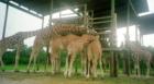 Giraffes at Lion Country Safari