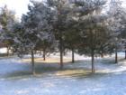 Dusting of snow under cedar trees in Red Hook