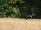Mr Moose seen darting across an open field during hunting season.