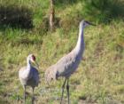 Two Sand Hill Cranes came to visit me this morning at my Century 21 Sudance Office at our Pelican Bay Location