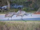 The Sand Hill Cranes aren't too shy