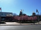 The Cherry Blossoms in full bloom at Quincy City Hall.