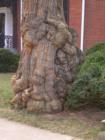 A very special tree on the corner of Princess Anne and Lewis Streets in downtown Historic Fredericksburg