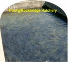 Rockbridge Hatchery with tiny, tiny trout.