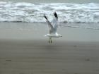 Coney Island, Brooklyn, NY: Seagull on the beach