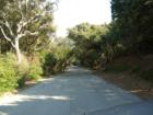 Nature provides a romantic canopy over the Sea Isle roadways