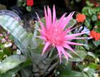 New Orleans Mild climate, rich soil and humid air is great for all kinds of plants that are not found in everywhere USA. They all happen to be in my yard.