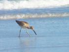 Pelicans are a Joy to Watch on the Wrightsville Beach NC, Photo by Ginger Sala