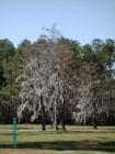 These beautiful spanish moss laden trees were photograped at Tchefuncta Country Club in Covington
