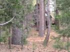 Can you spot the Cabin - tucked behind the tall pines - Idyllwild, CA