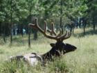 Bull Elk enjoying the mild fall weather.