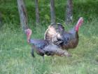 what a couple of "turkey's"