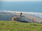 All creatures great and small enjoy the views.