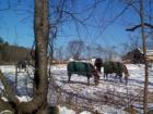 Stratham NH Horse Farm