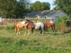 Van Alstyne is growing but there is still plenty of land for your horses, hobby farm or just enjoying the countryside.