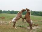 Just 40 miles north of Dallas, Van Alstyne is still like Mayberry.  Both horses and people are fighting for the best land!