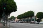 Old Town Fullerton street scene.  Manicured trees on Commonwealth. Photo by Lynda Eisenmann, Broker