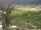 East Hemet, CA  is home to many Citrus Orchids
