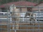 Horses are an important part of life in East Hemet, CA