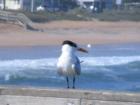 One of our many sea birds, the Laughing Gull, taking a break on the pier.