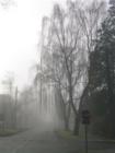 Kerrisdale in the fog.