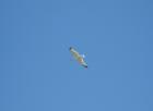 Sea Gulls are a common sight along the waterfront.