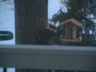 Woody Woodpecker would be proud!  One of my best friends, right outside my home office.