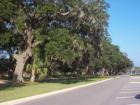 Daniel Island Ave of Oaks