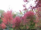 Fall day in Asheville