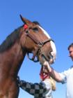 Mick the Budweiser Clydesdale at the Coca Cola Speed Experience at the Daytona Flea Market. Feb. 15, 2007