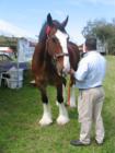 Micks head probably is 8 ft off the ground, I don't know how many "hands" that is. He is truley a gentle giant. 