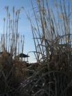 Peek out from the Grass